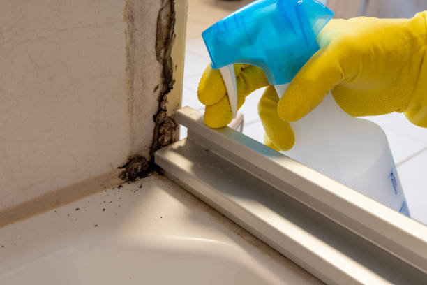 Best White Mold Remediation in Bonita Springs, FL
