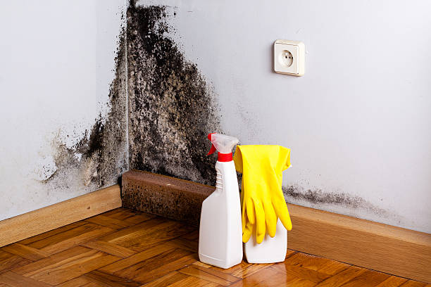 Best Black Mold Remediation in Bonita Springs, FL